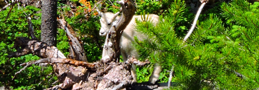 Mountain Goatsin Glacier NP