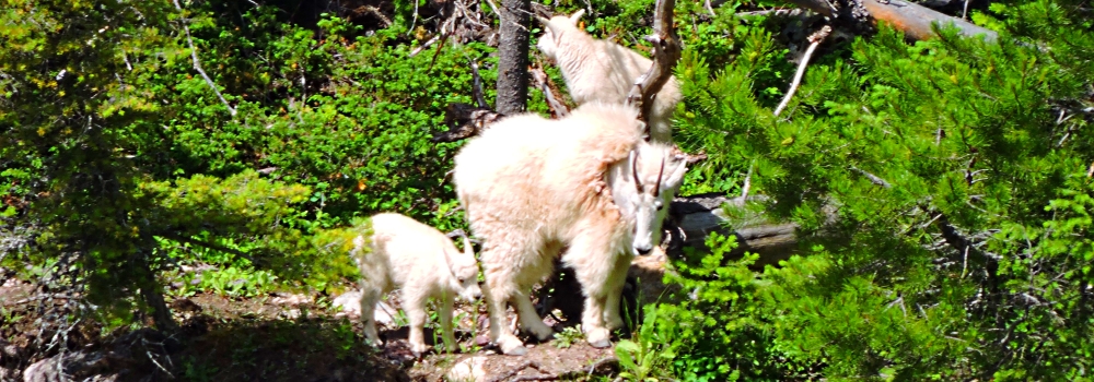 Mountain Goatsin Glacier NP