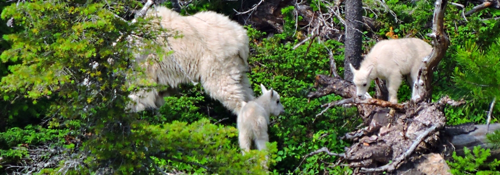 Mountain Goatsin Glacier NP