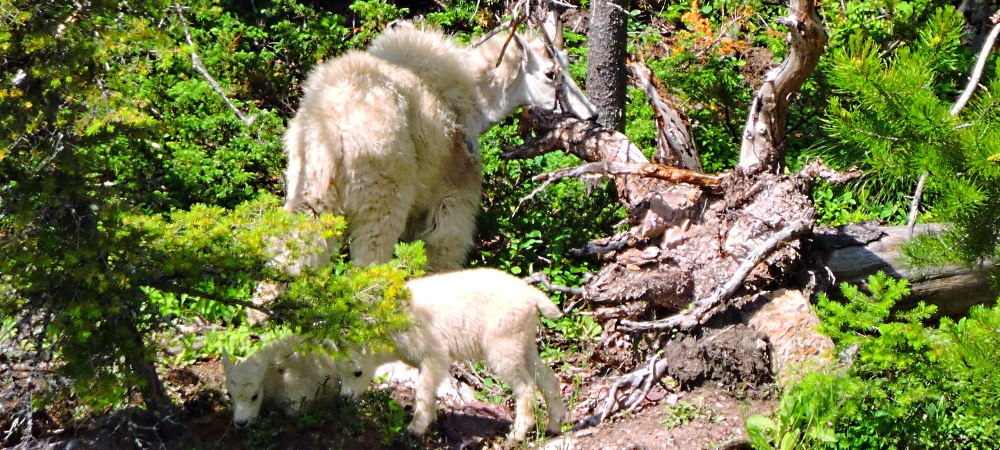Mountain Goatsin Glacier NP