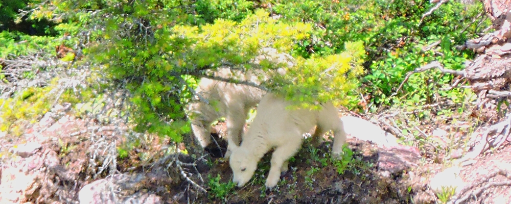 Mountain Goatsin Glacier NP