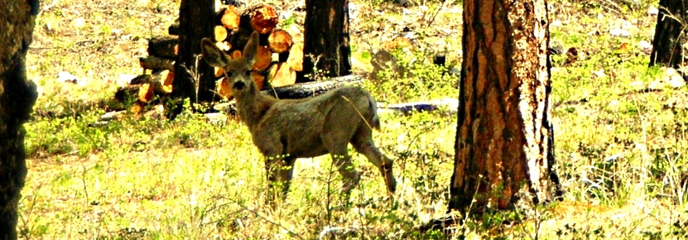 Mule Deerat Trapper Peak