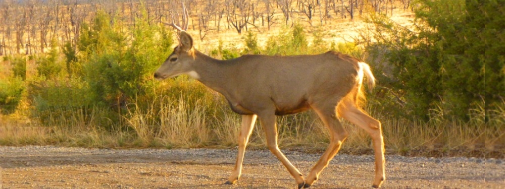 Mule Deer In Mesa Verde