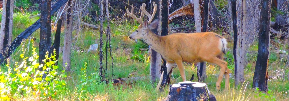 Mule Deer nearBattle Creek Pass