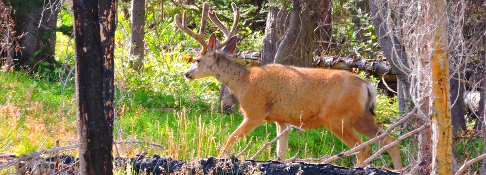 Mule Deer nearBattle Creek Pass