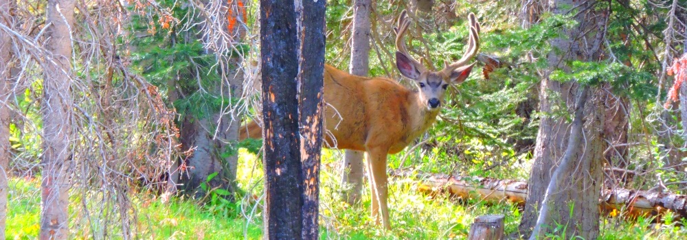 Mule Deer nearBattle Creek Pass
