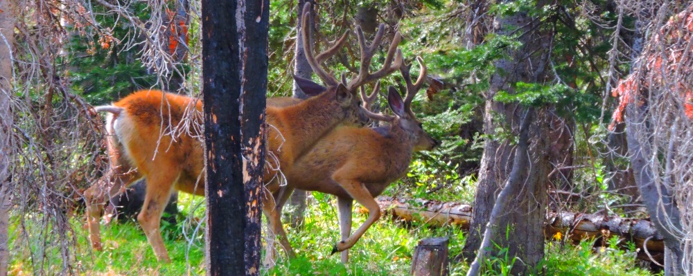Mule Deer nearBattle Creek Pass