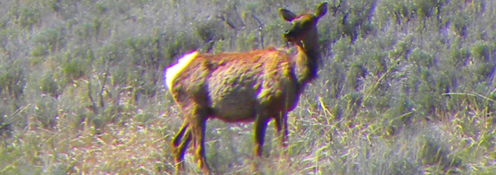 The ElkIn Yellowstone