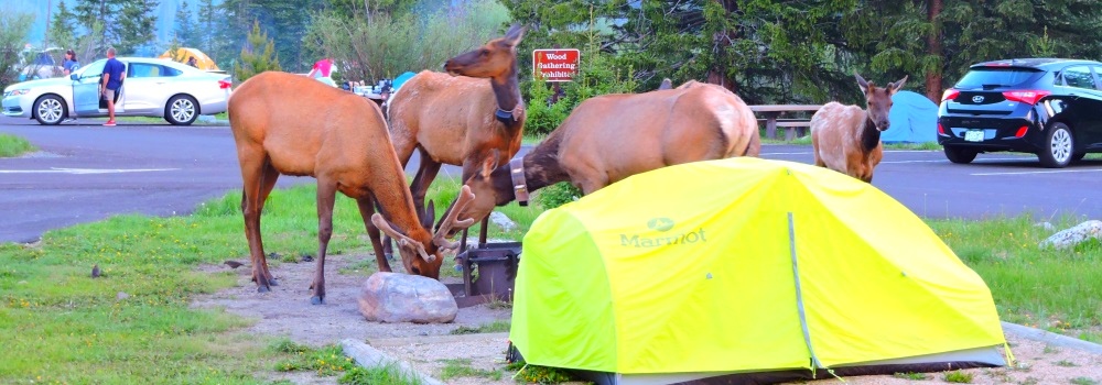 The Elk inTimber Creek Campground