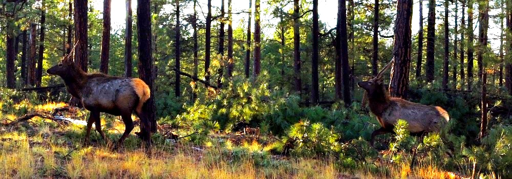 The Elk atMogollon Rim