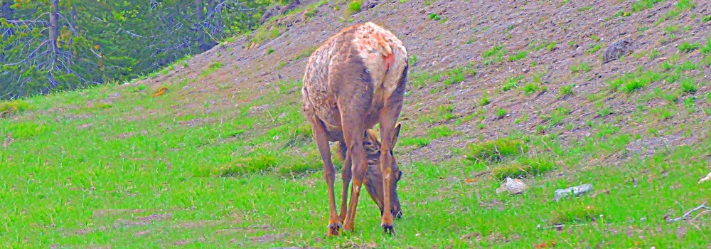 The ElkIn Yellowstone