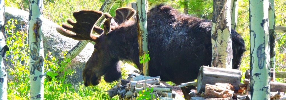 The Moose inthe Rocky Mountains