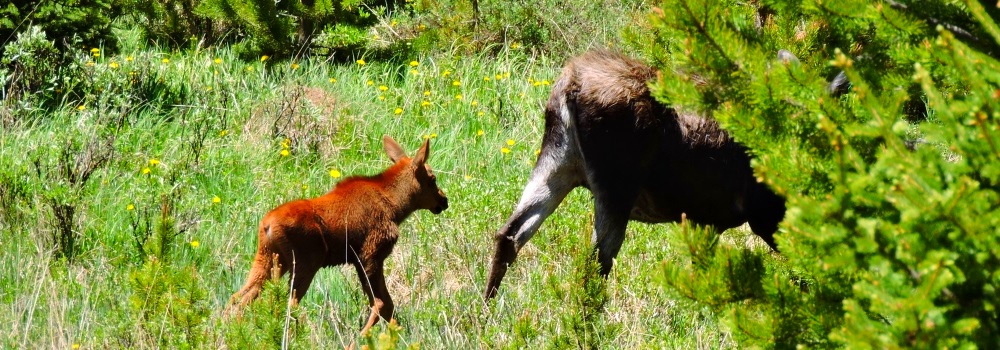 The Moose inthe Rocky Mountains