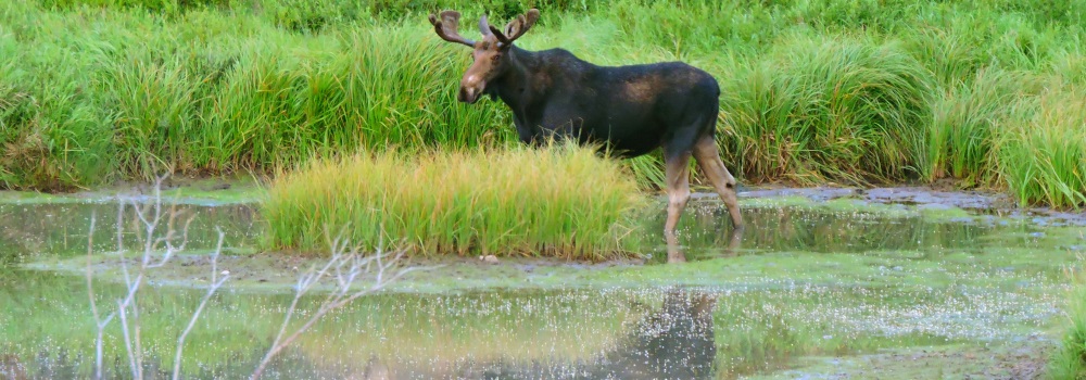 A Young Moosein Willow Creek