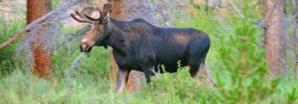 A Young Moosein Willow Creek