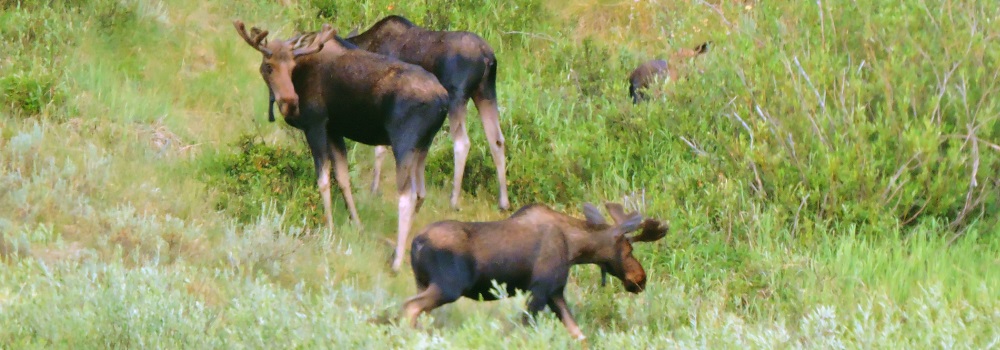 The Two SiblingsBrowsing in Grass