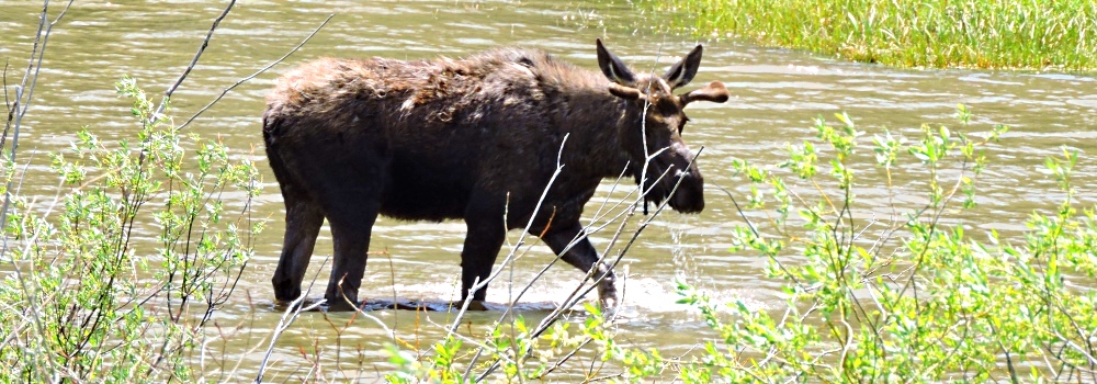 The Moose inWillow Creek