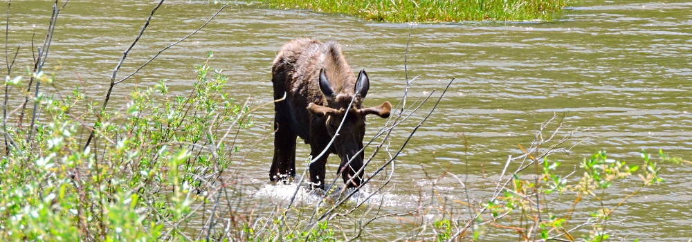 The Moose inWillow Creek