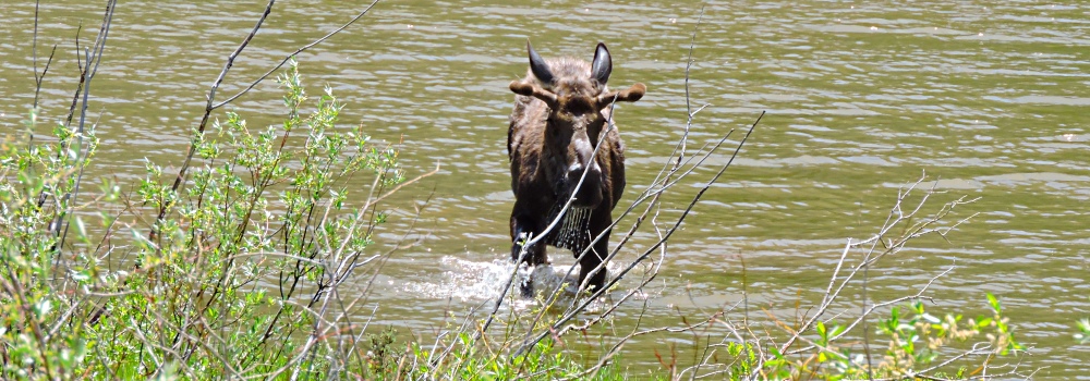 The Moose inWillow Creek