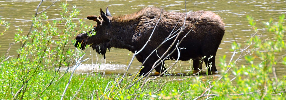 The Moose inWillow Creek