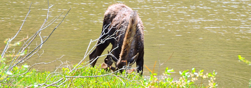The Moose inWillow Creek