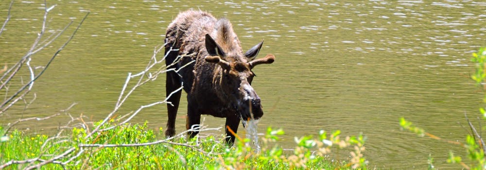 The Moose inWillow Creek
