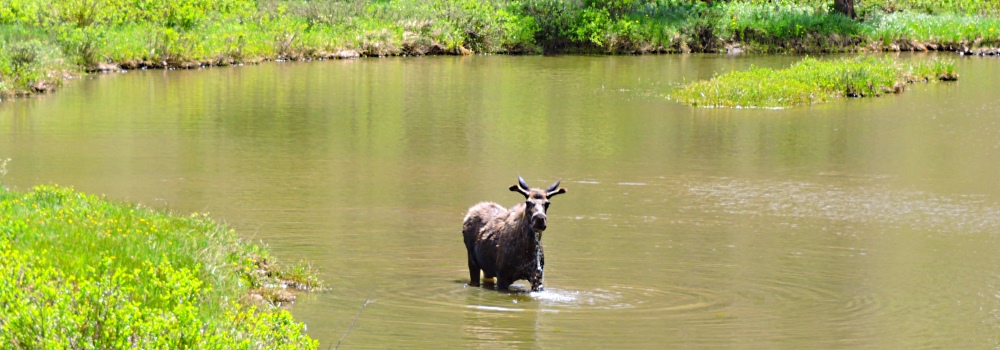 The Moose inWillow Creek