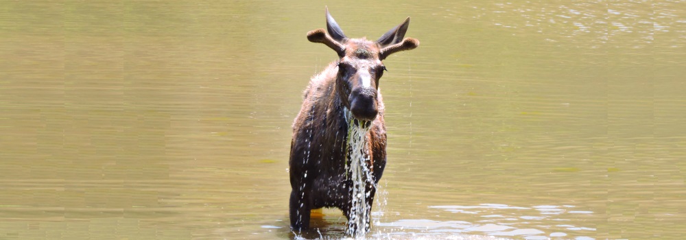 The Moose inWillow Creek