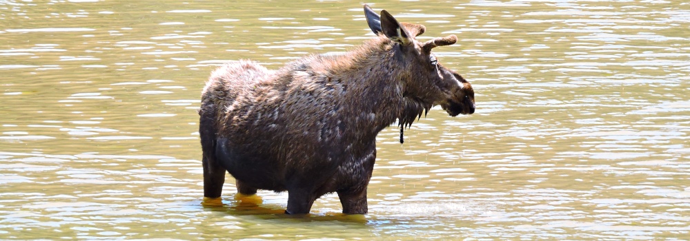 The Moose inWillow Creek