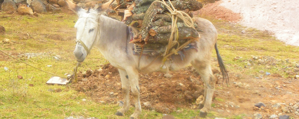 The EquineThe Donkeys