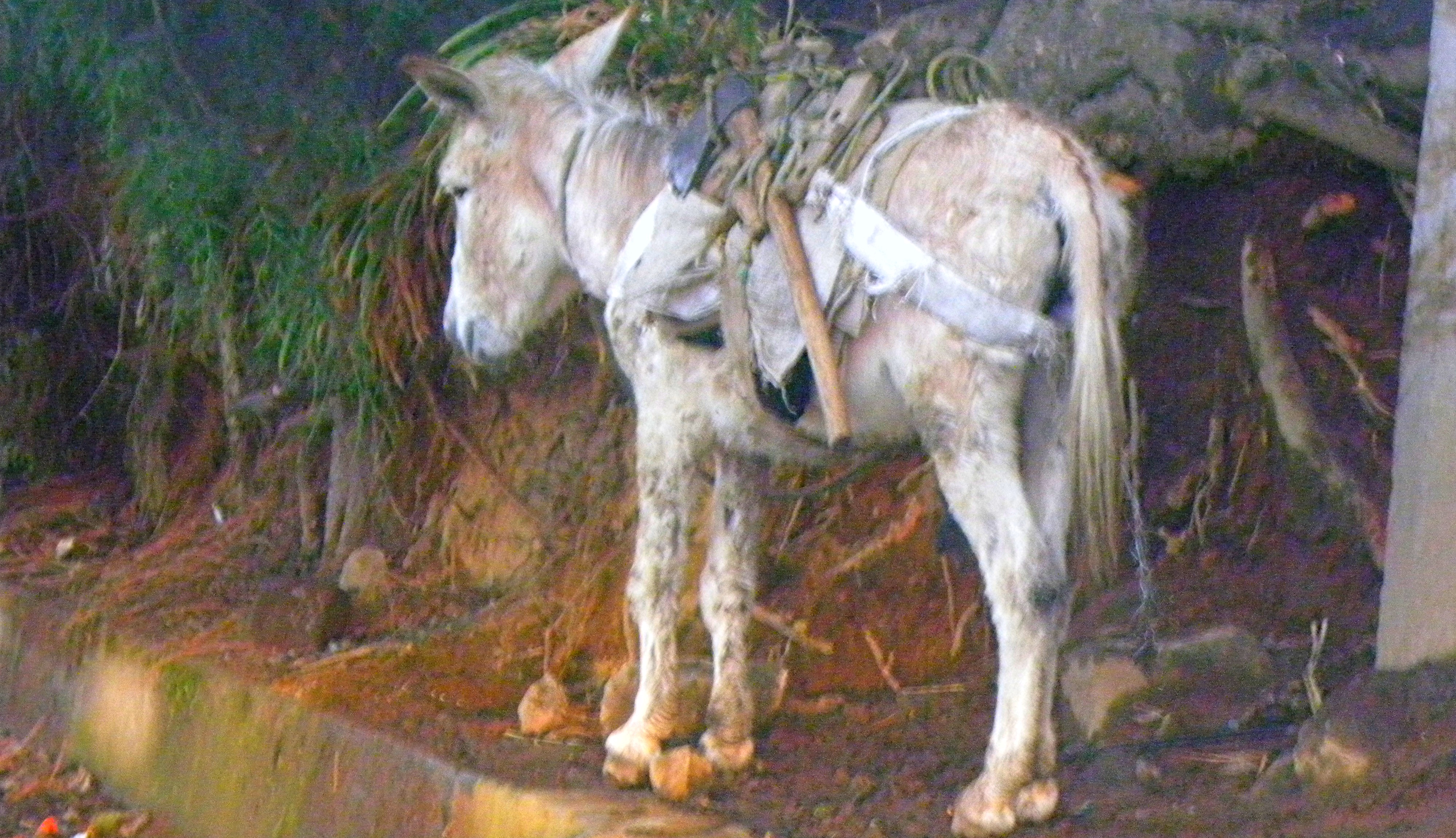 The EquineThe Donkeys