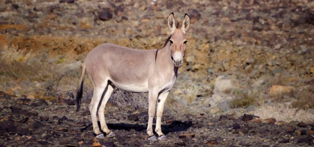 The EquineThe Wild Asses