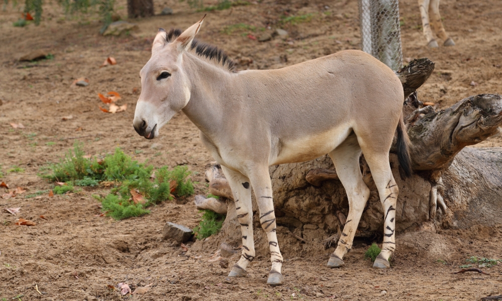 The EquineThe Wild Asses