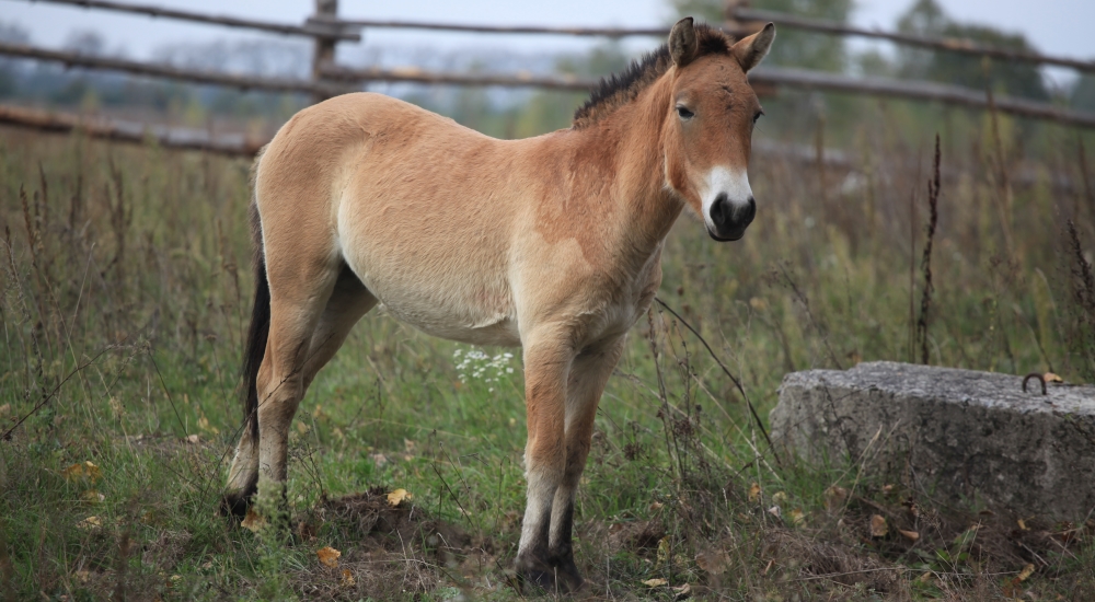 The Equine FamilyThe Przewalski&prime;s Horse