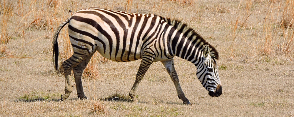 The Family EquidaeThe Plains Zebras