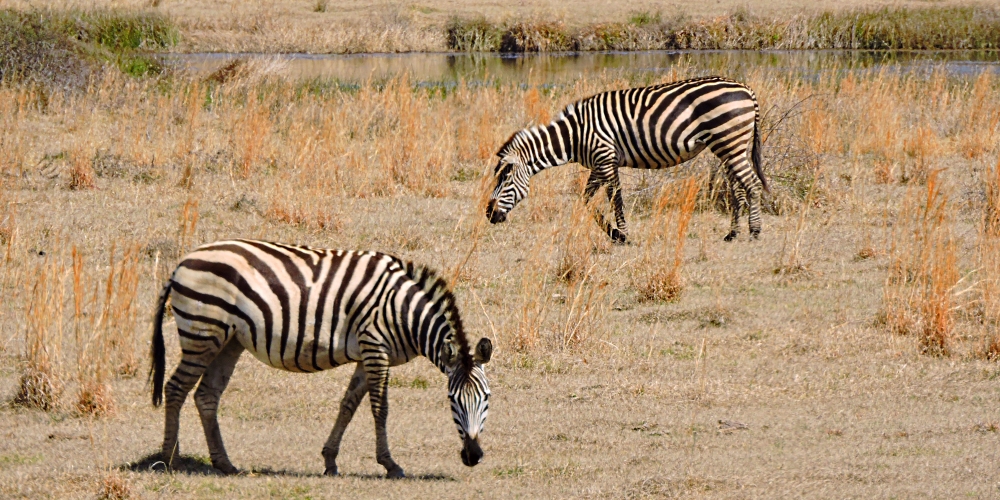 The EquinePlains Zebras