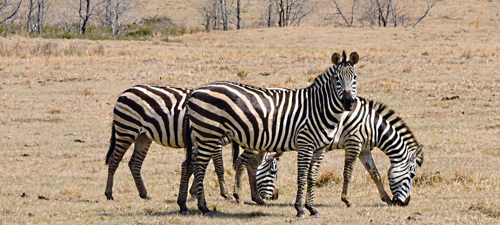 The EquinePlains Zebras