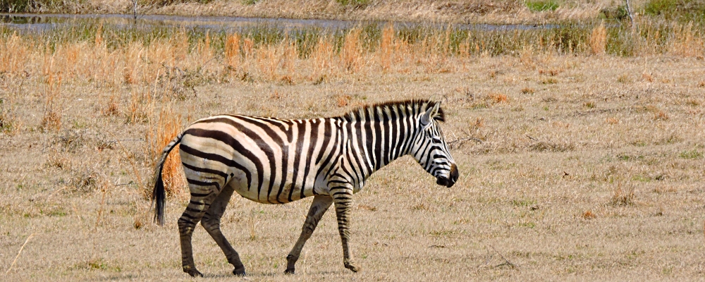 The EquinePlains Zebras