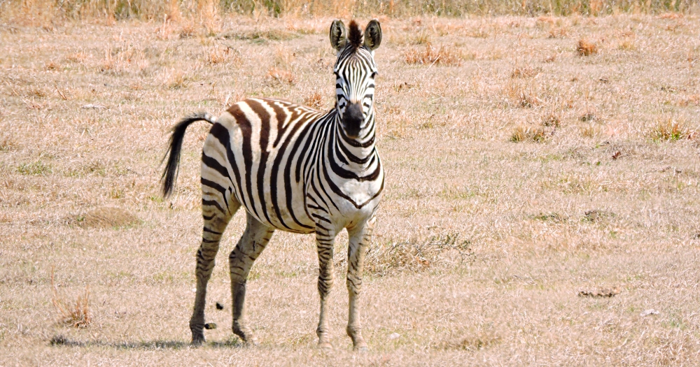 The EquinePlains Zebras