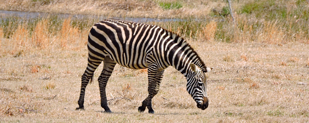 The EquinePlains Zebras