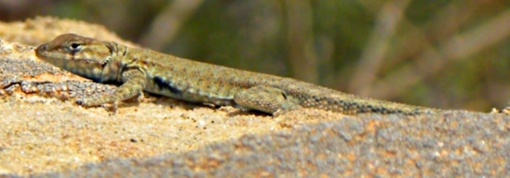 The ReptilesThe Squamata