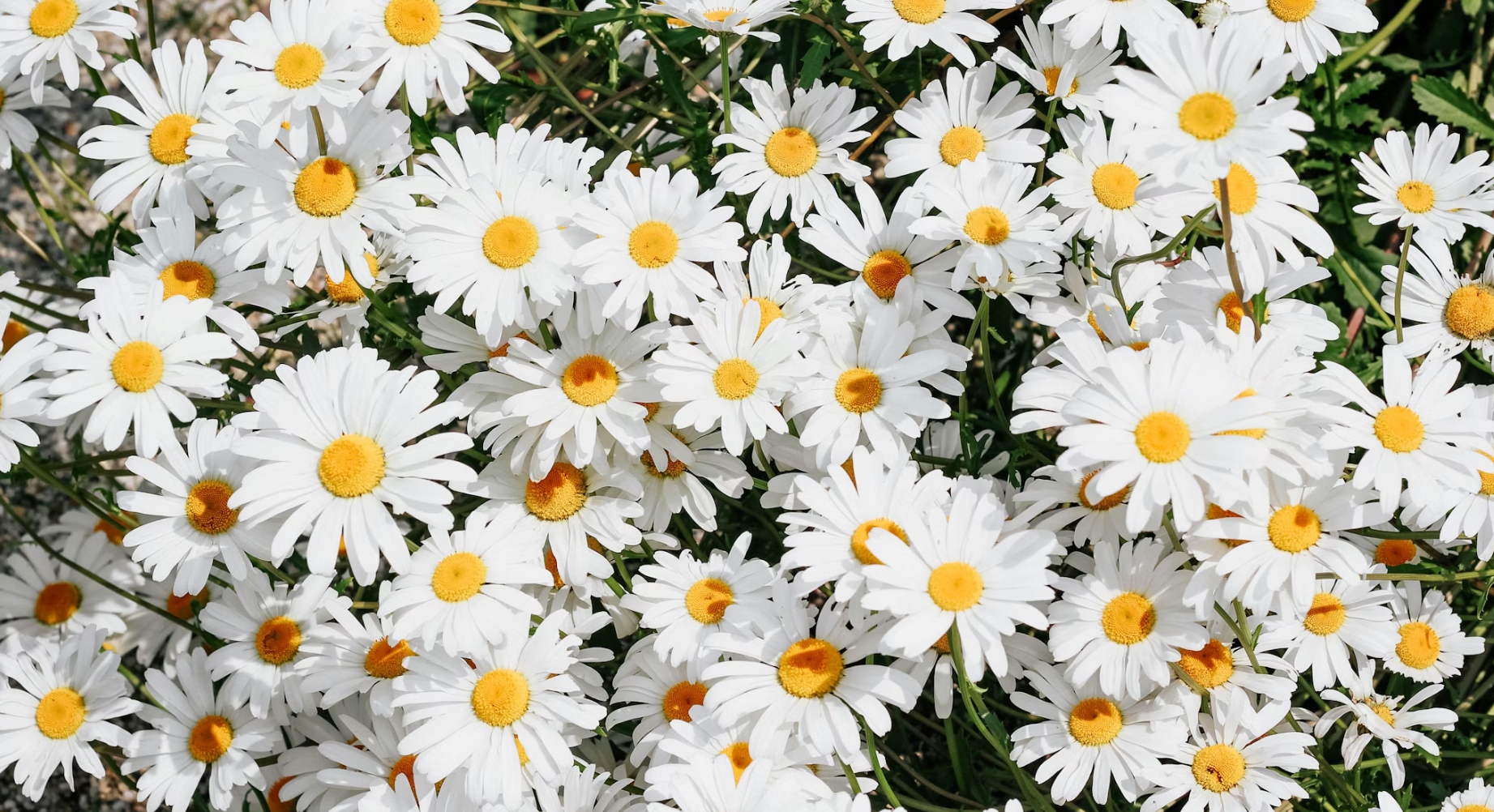 The Plant Kingdom, Phylum Angiosperms, Class EudicotyledonOrder Asterales, Family Asteraceae