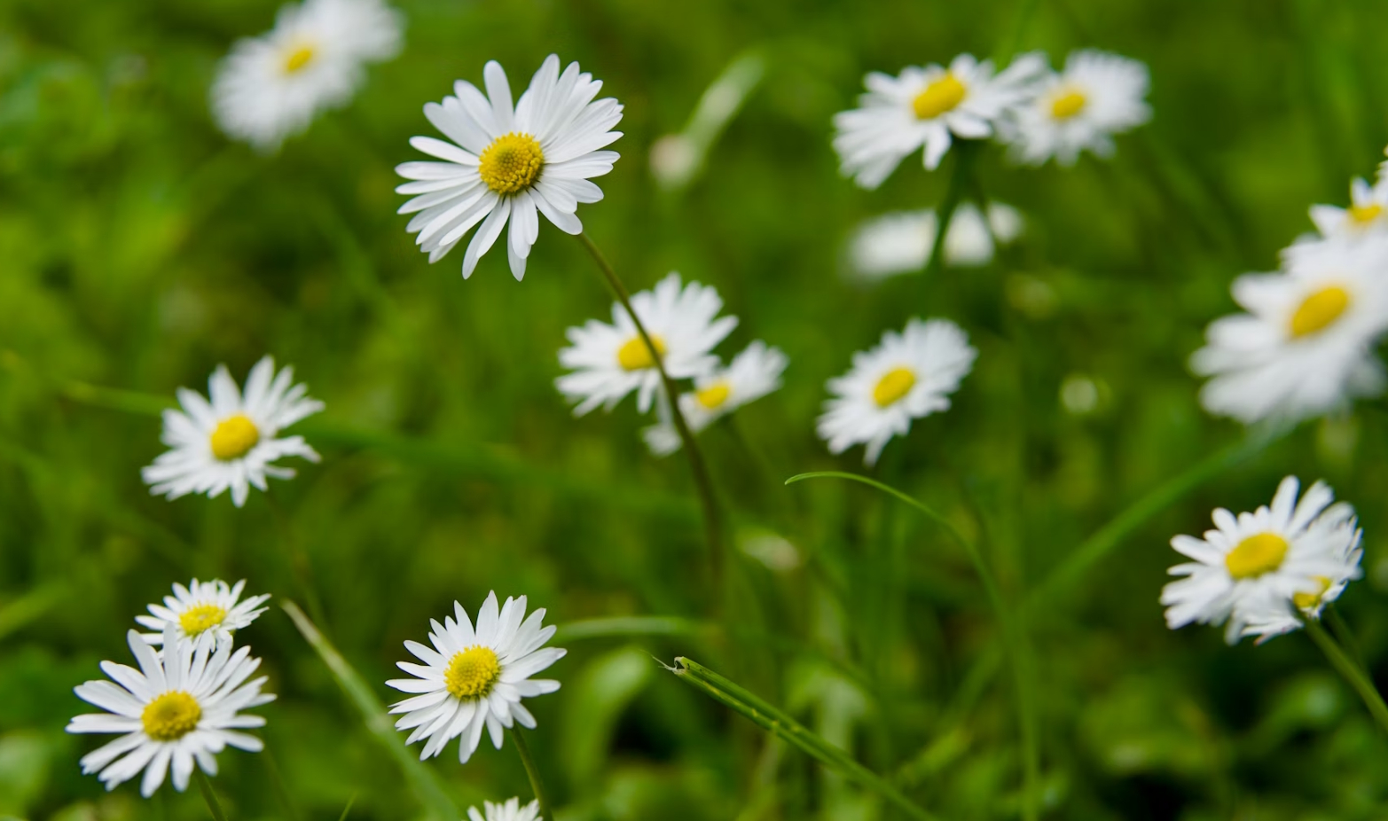 The Plant Kingdom, The Phylum AngiospermsThe Class Eudicotyledon, Clade PentapetalaeDivision Asterids, Order Asterales, Family AsteraceaeGenus Bellis, Species B. perennis