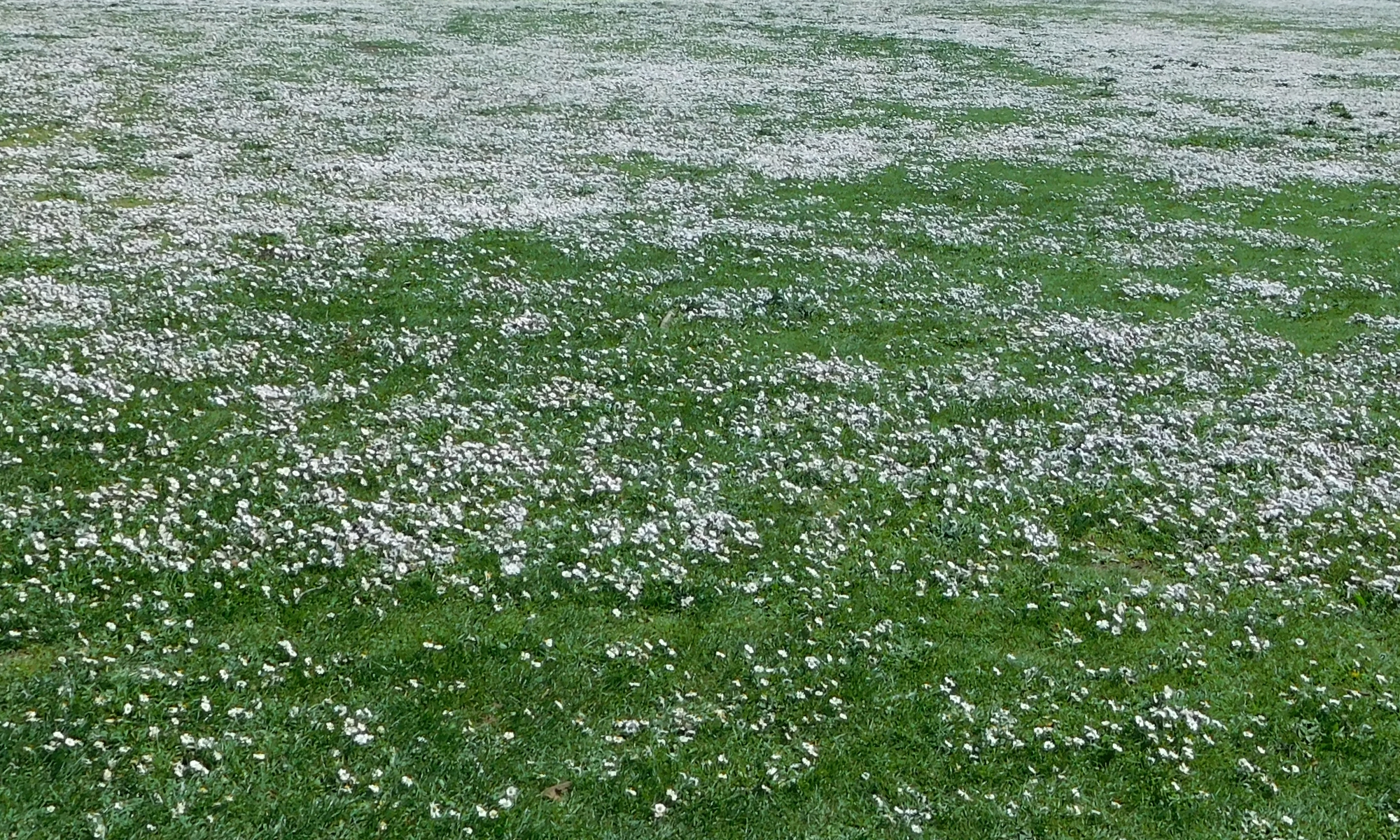 The Plant Kingdom, The Phylum AngiospermsThe Class Eudicotyledon, Clade PentapetalaeDivision Asterids, Order Asterales, Family AsteraceaeGenus Bellis, Species B. perennis