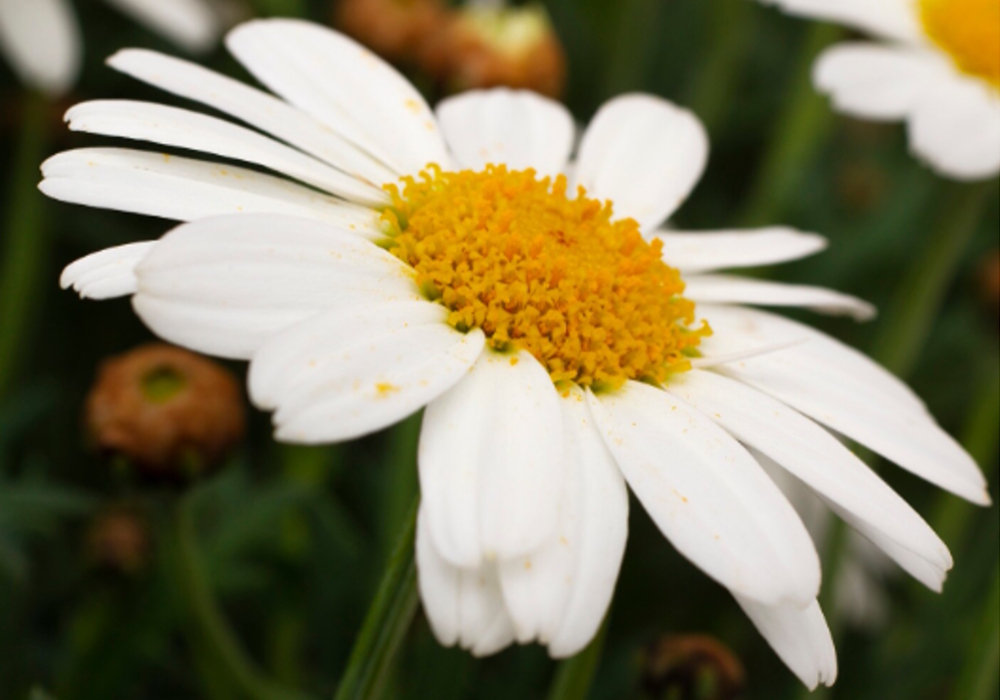 The Plant Kingdom, The Phylum AngiospermsThe Class Eudicotyledon, Clade PentapetalaeDivision Asterids, Order Asterales, Family AsteraceaeGenus Bellis, Species B. perennis