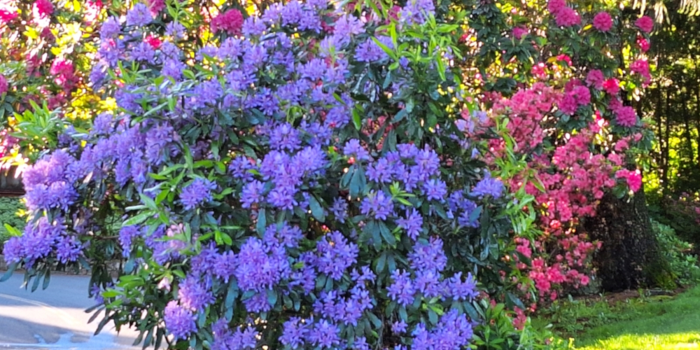 Class EudicotyledonOrder Ericales, Family Ericaceae