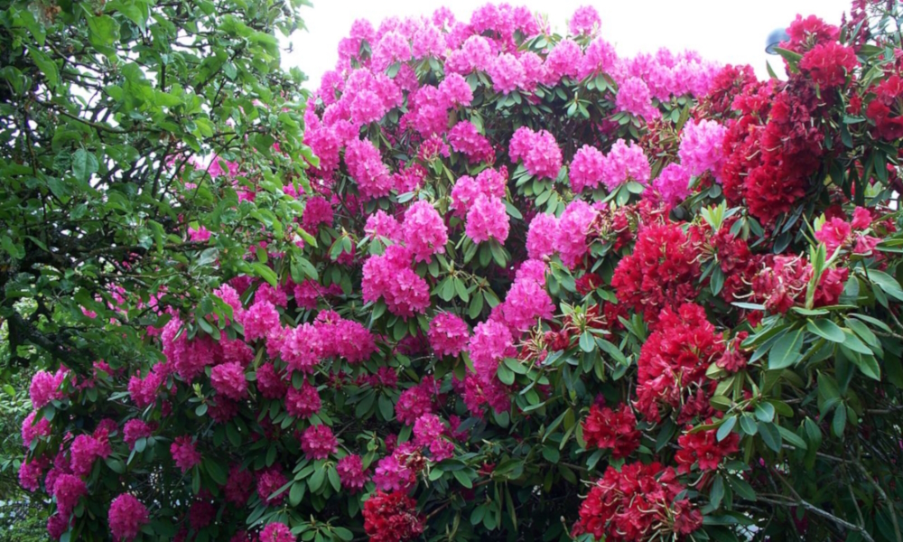 Class EudicotyledonOrder Ericales, Family Ericaceae