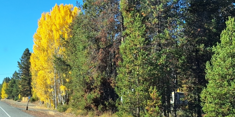 Class EudicotyledonOrder Malpighiales, Family Salicaceae