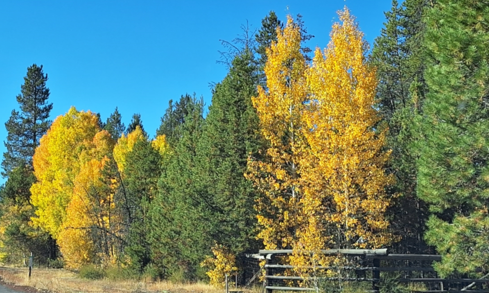 Class EudicotyledonOrder Malpighiales, Family Salicaceae