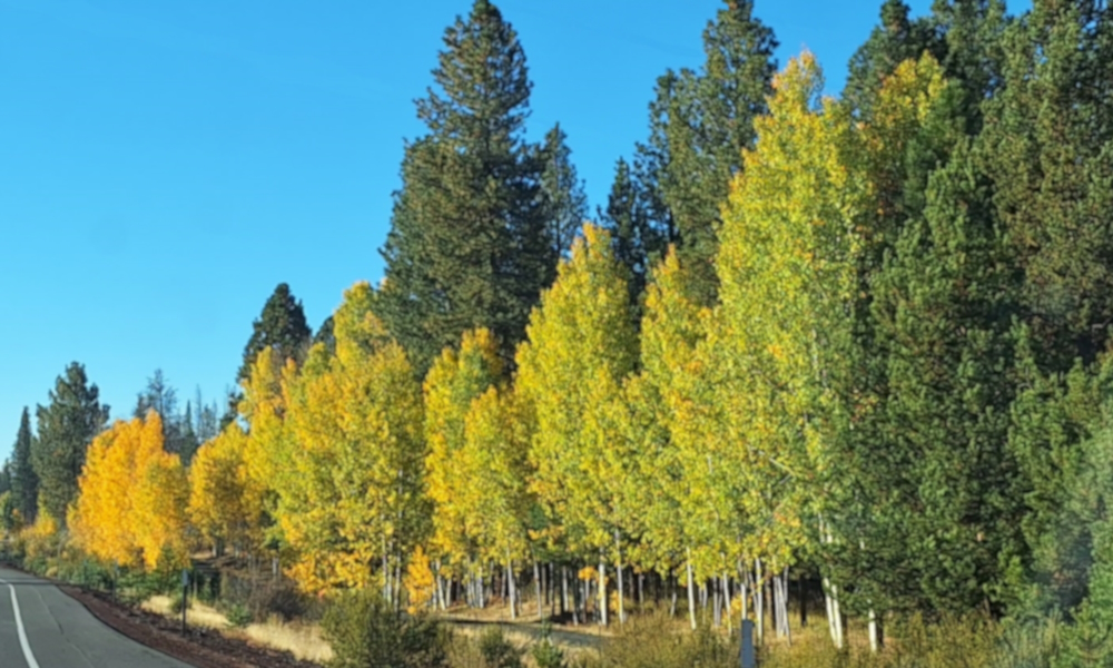 Class EudicotyledonOrder Malpighiales, Family Salicaceae